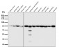 Anti-Hsc70 HSPA8 Rabbit Monoclonal Antibody